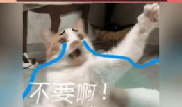 今日头条直播吃瓜,一场别开生面的“吃瓜”盛宴