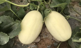 瓜弟今日吃瓜,揭秘娱乐圈最新热点事件