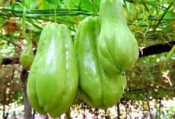 今日吃瓜必吃大瓜每日分享下一句,每日分享幕后真相