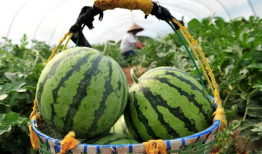 今日吃瓜最新,揭秘娱乐圈最新热点事件